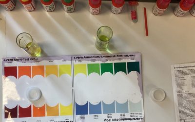 Was(s)erleben – Mini-MINT-Lab für Gewässerökologie